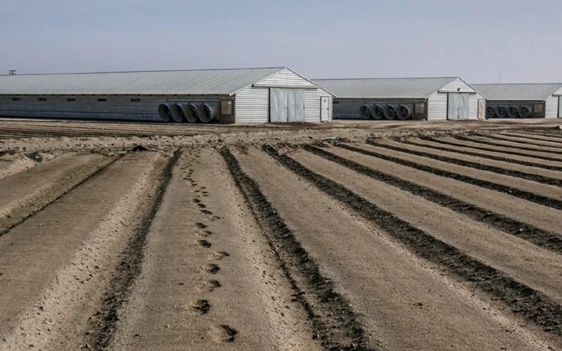Drought victim: Abandoned tomato field in Fresno County, California. 