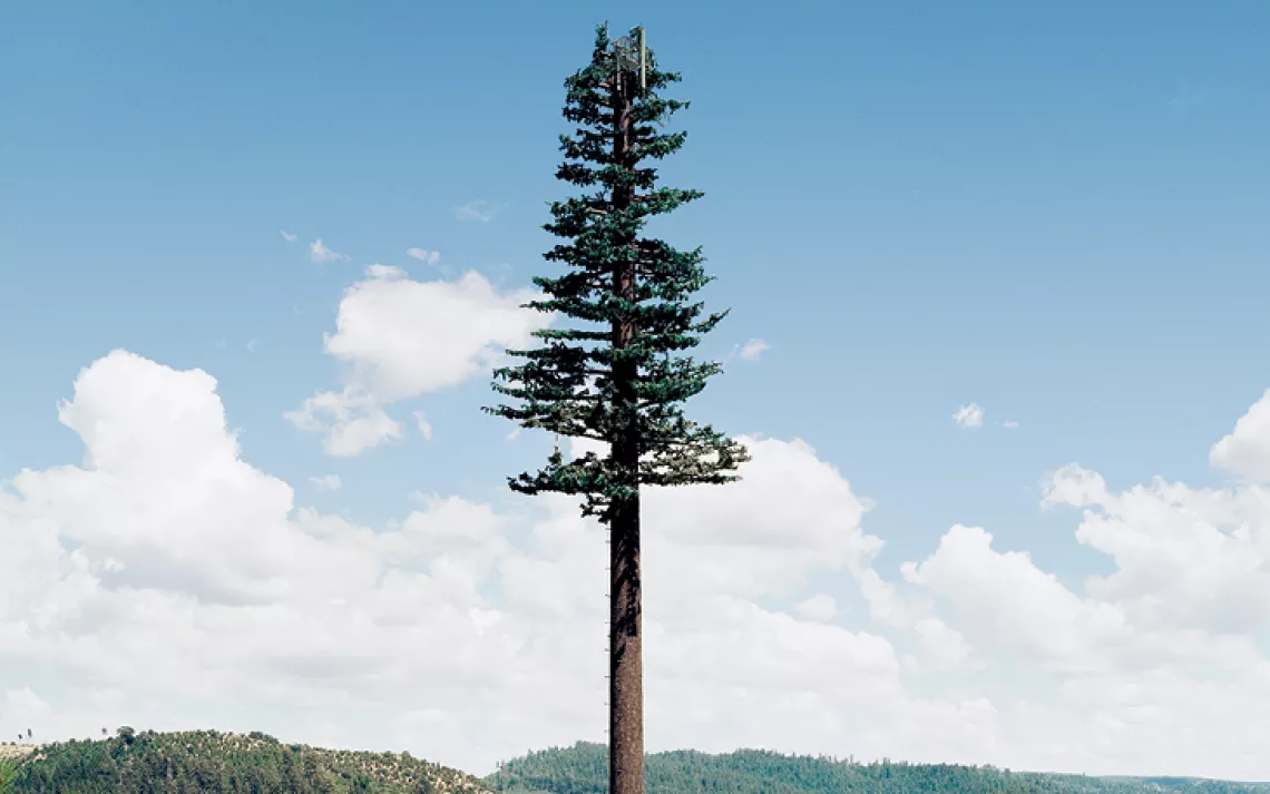 A cellphone tower disguised as a pine tree stands near the eastern border of Yosemite National Park (from Robert Voit's New Trees collection).