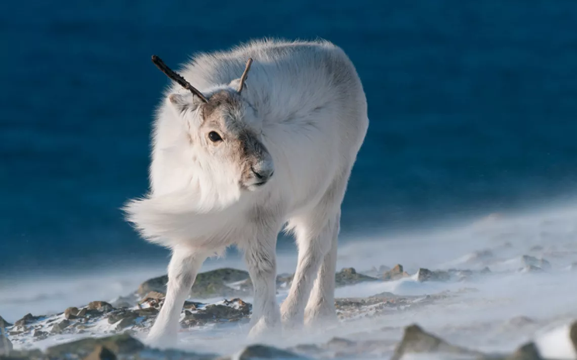 Svalbard's diminutive reindeer--just the right size for a polar bear snack.