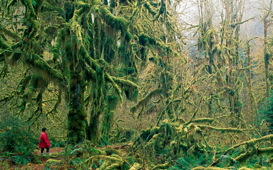Tread softly in Olympic National Park's Hoh Rain Forest, the most pristine soundscape in the continental United States.