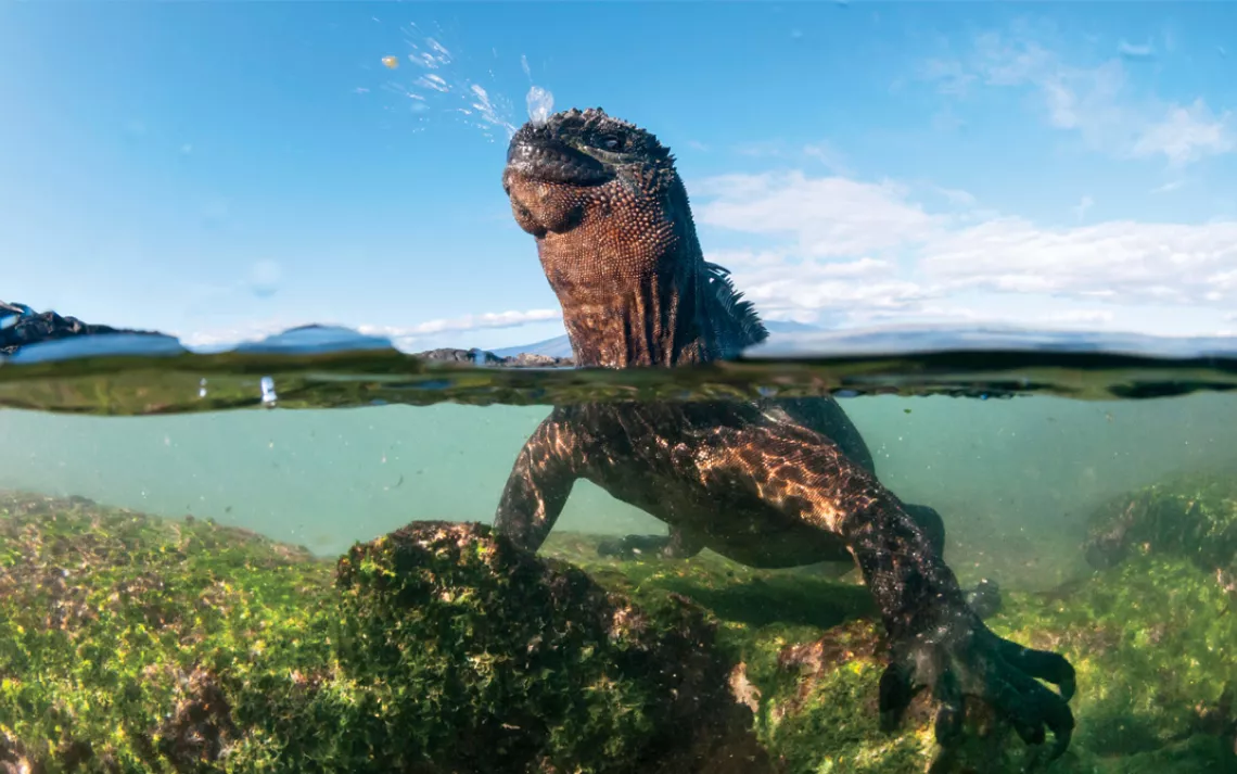 Galapagos marine iguanas sneeze to purge excess salt they ingest when feeding in the sea.