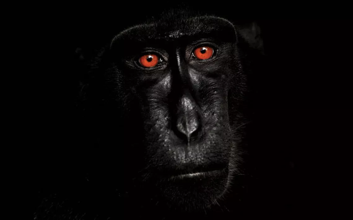 This male Celebes crested macaque (Macaca nigra) was photographed in Tangkoko National Park, Sulawesi, Indonesia.
