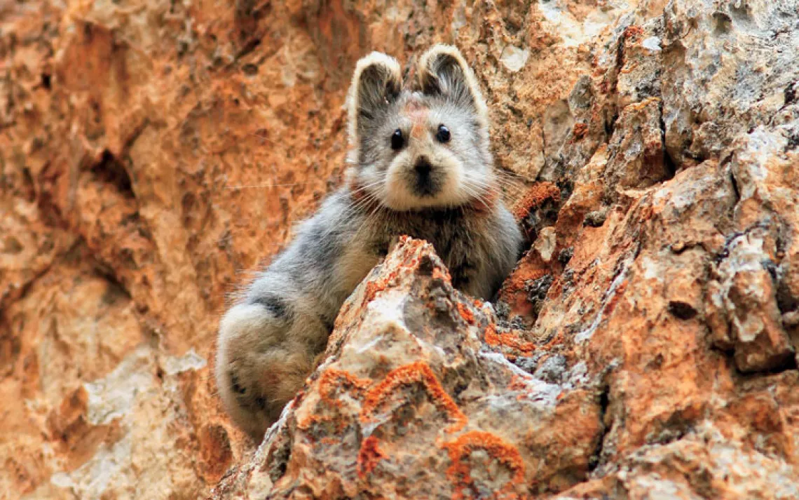 One of very few images of the camera-shy Chinese Ili pika.