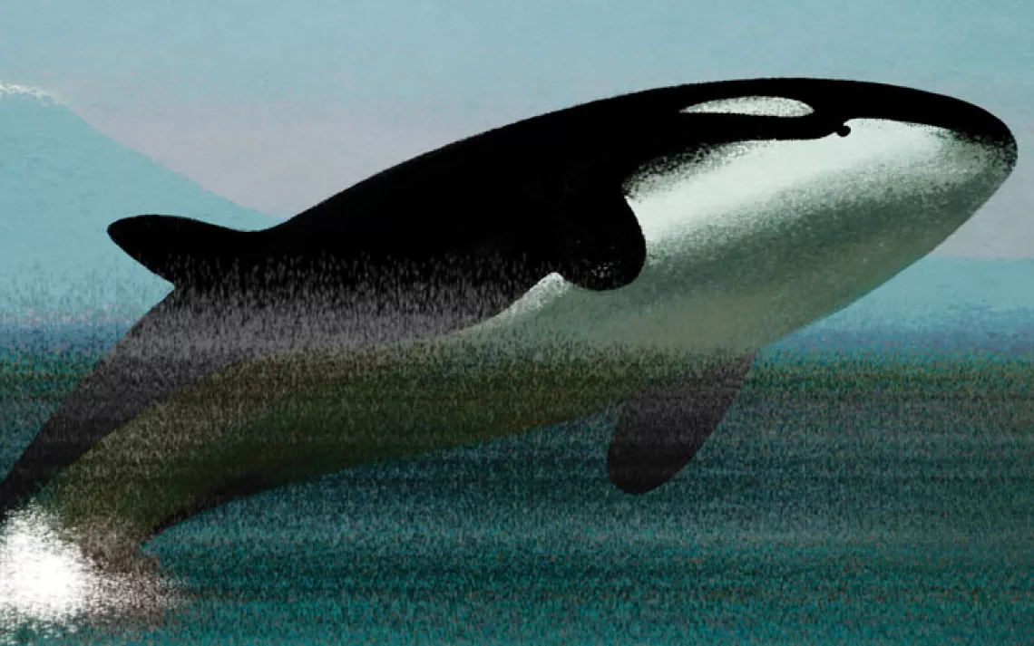 Orcas have no protections against air pollution.