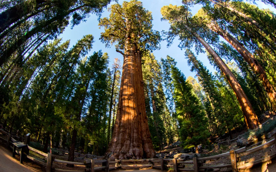 Giant Sequoia, Sequoia National Park