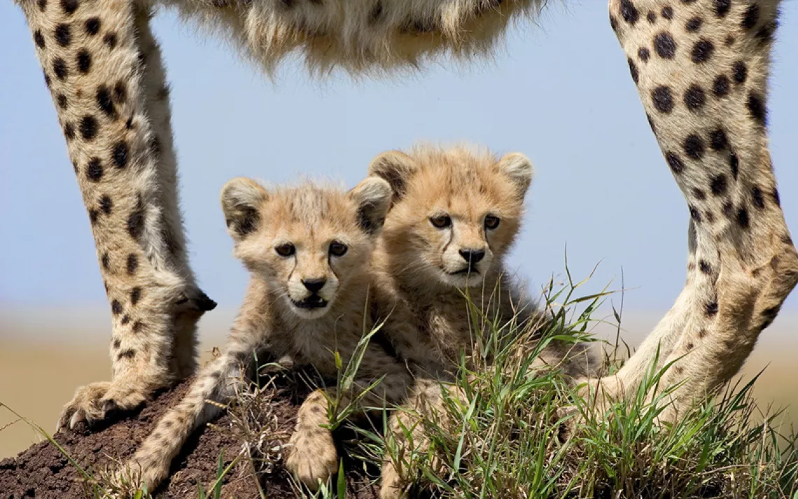 Two cheetah cubs lie on a termite mound facing the camera. Their mother's legs and belly (from the side) are framing them.