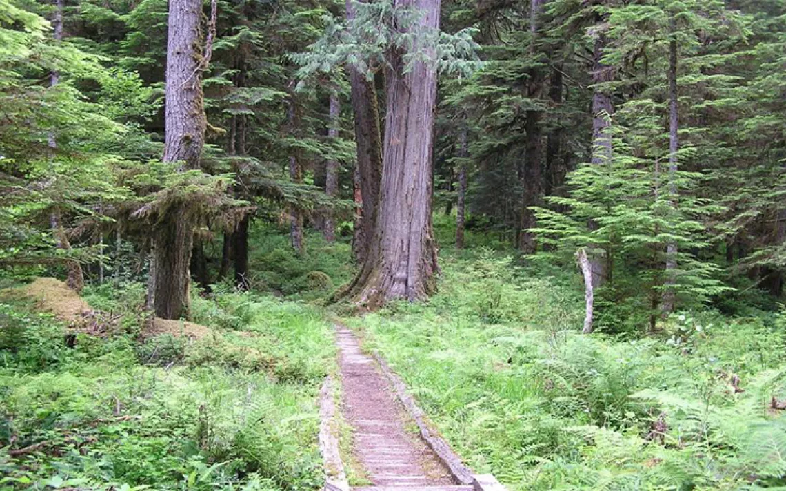 North Fork Quinault River Trail