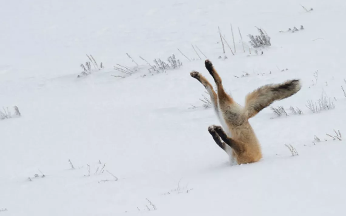Fox buries head in snow