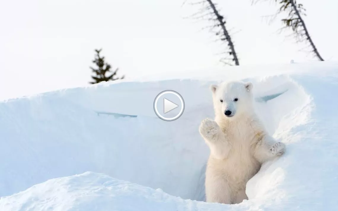 Another parent takes another video of their kid doing something cute. But this time, it’s a polar bear.