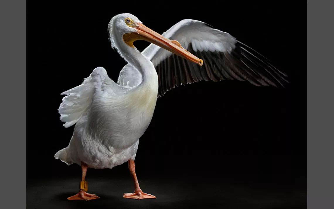 White pelican, Suncoast Seabird Sanctuary, Bob Croslin