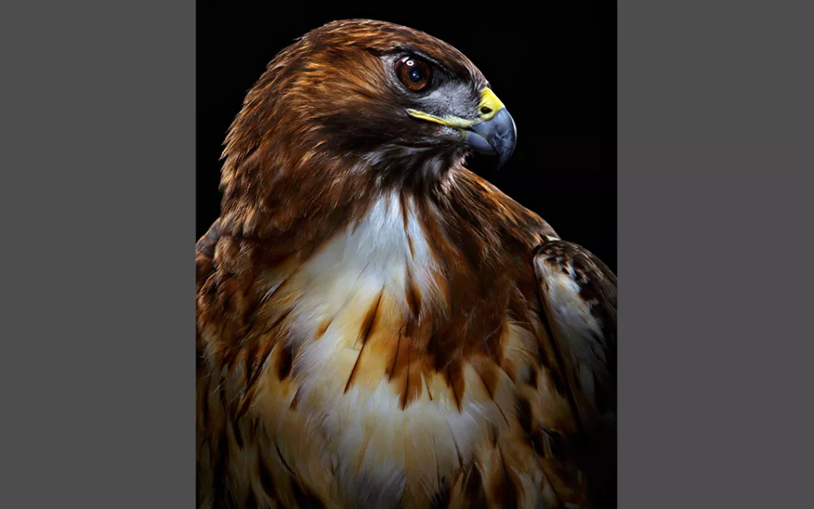 Red-tailed hawk, Suncoast Seabird Sanctuary, Bob Croslin