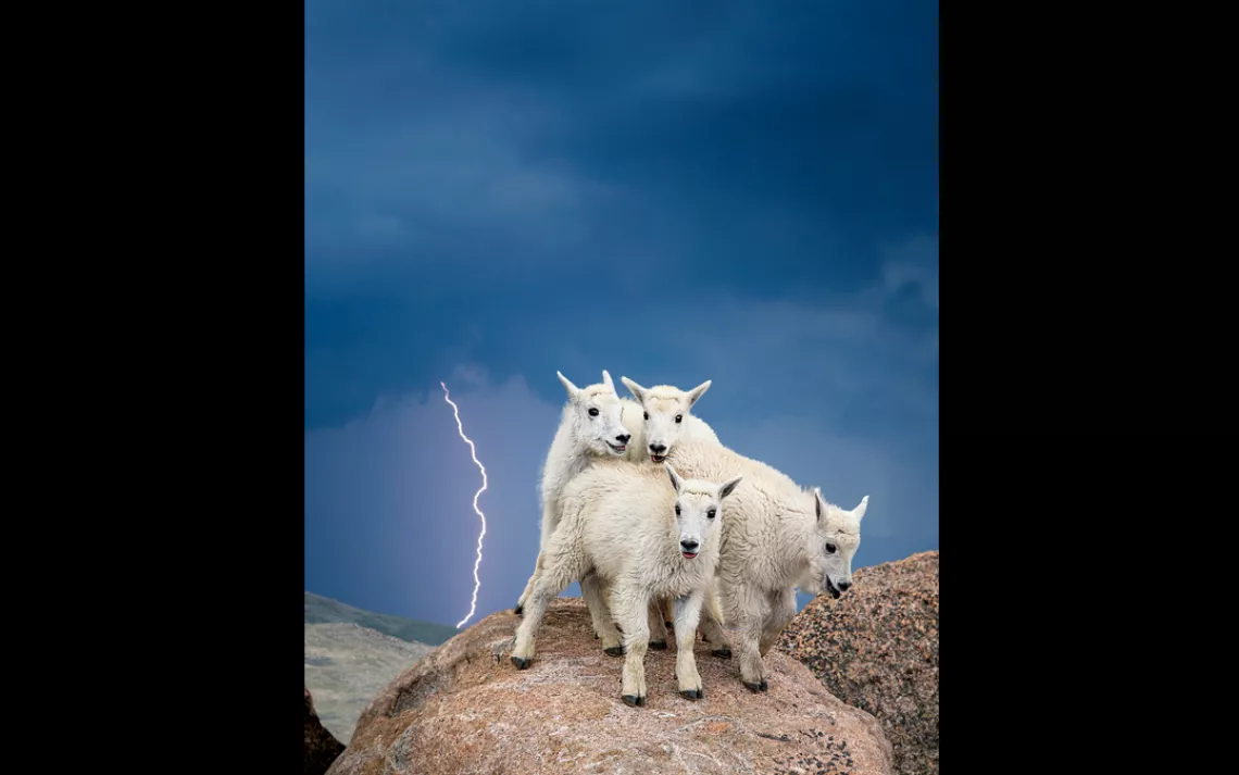 Mountain Goat Babies | Mt. Evans Wilderness, Colorado