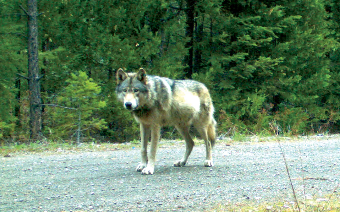 Remote camera photo of OR7 captured on 5/3/2014 in eastern Jackson County on USFS land.