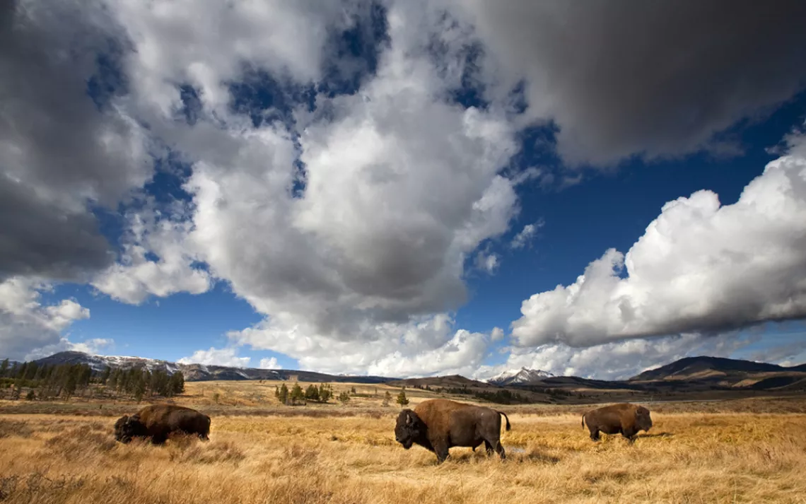 American bison in Yellowstone National Park