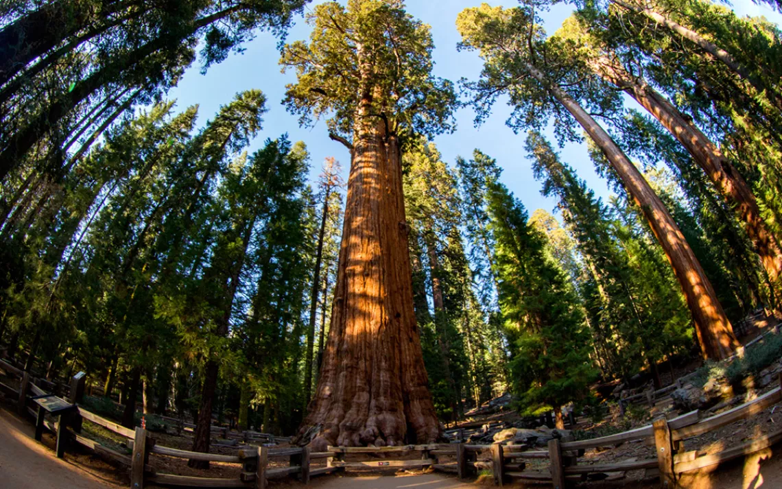 One of Sequoia National Park's gentle giants.