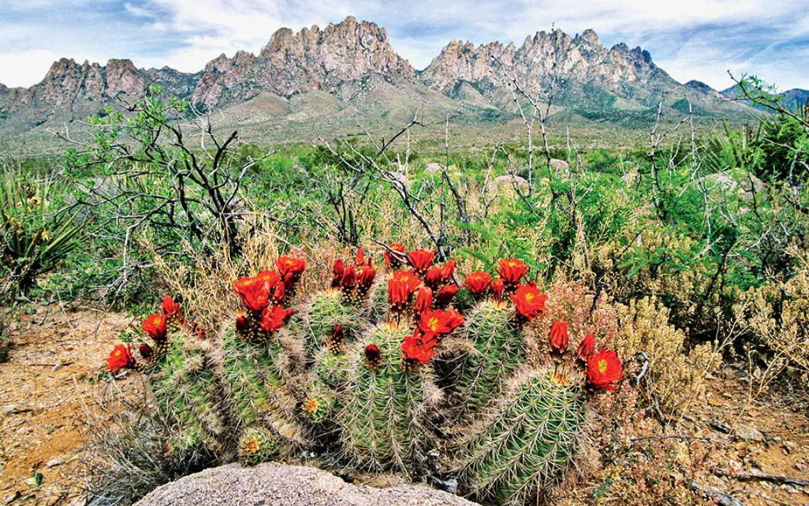 Organ Mountain-Desert Peaks: New Mexico