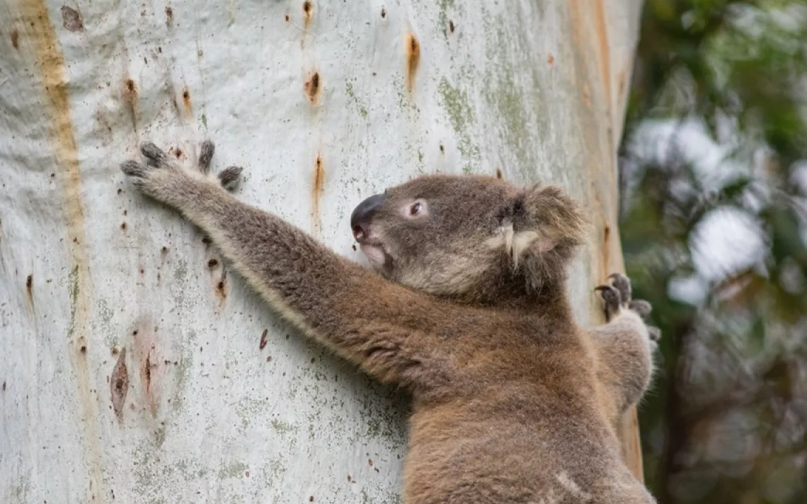 Koala climbing a eucalyptus tree