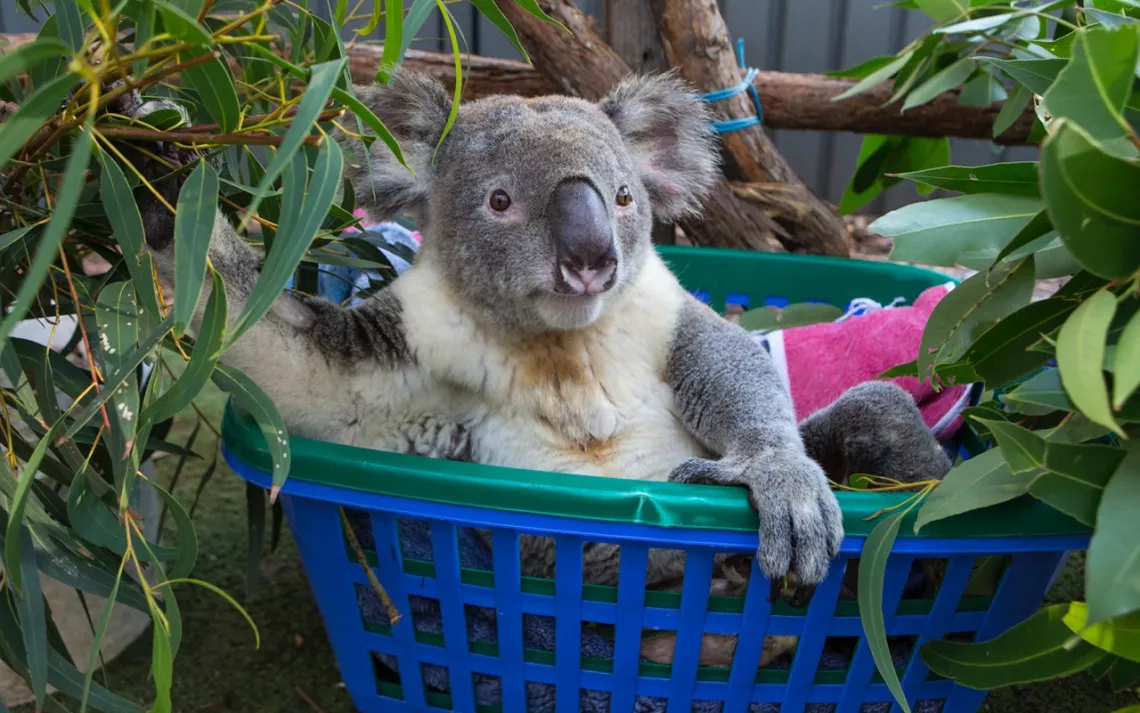 Koala in a basket eating lunch