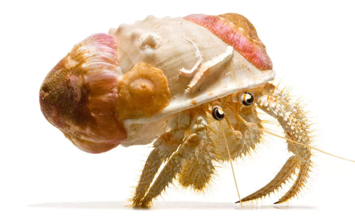 Susan Middleton, Spineless, Gold-Banded Hermit Crab