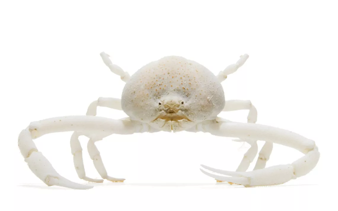 Susan Middleton, Spineless, White Phantom Crab