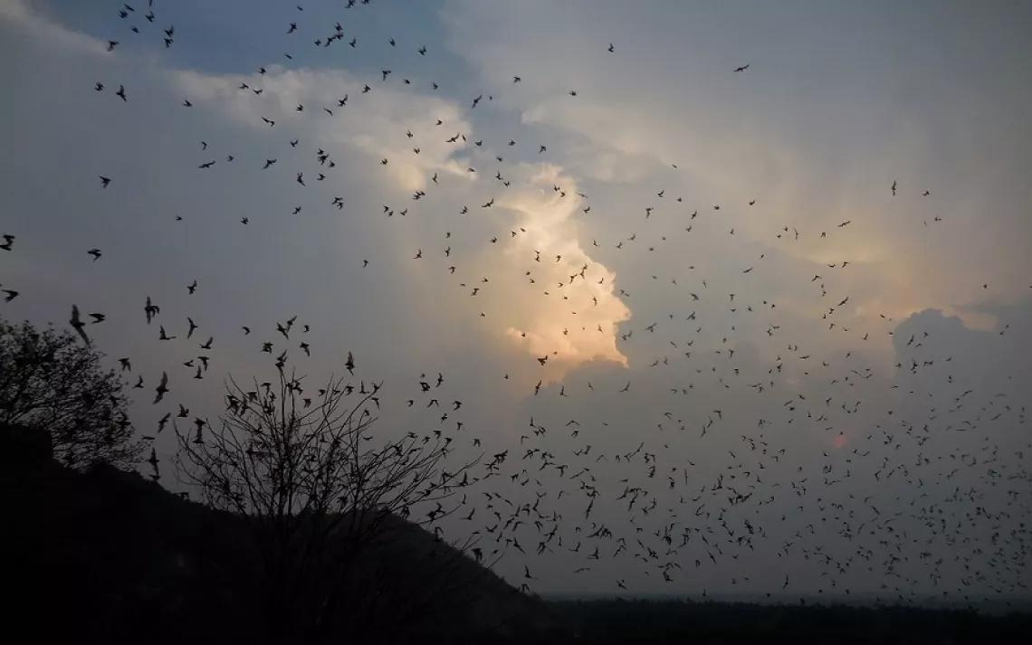 Bats leave a cave in Cambodia