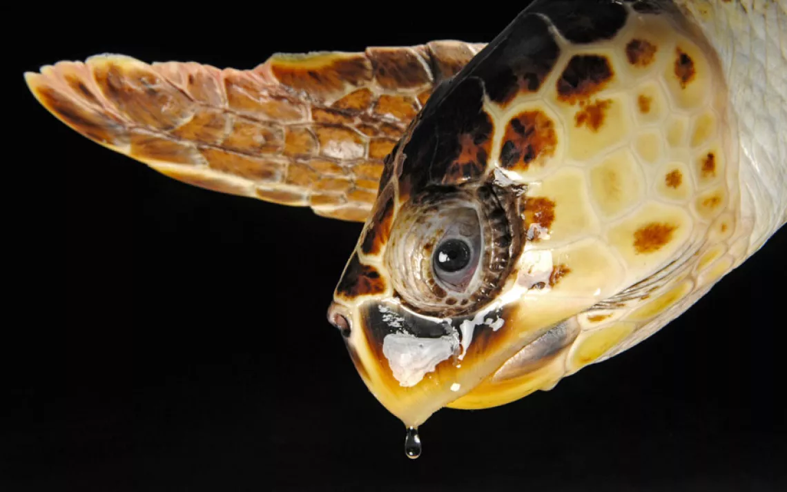 Loggerhead turtle 