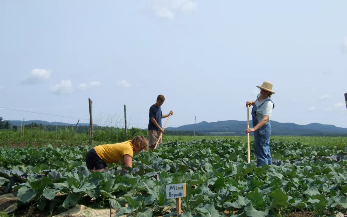Students work on their farming skills at Sterling College.