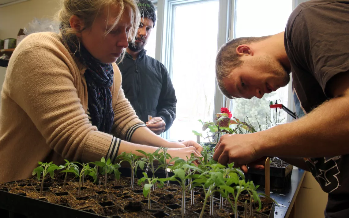 Students grafting in a plant science course at Sterling College.