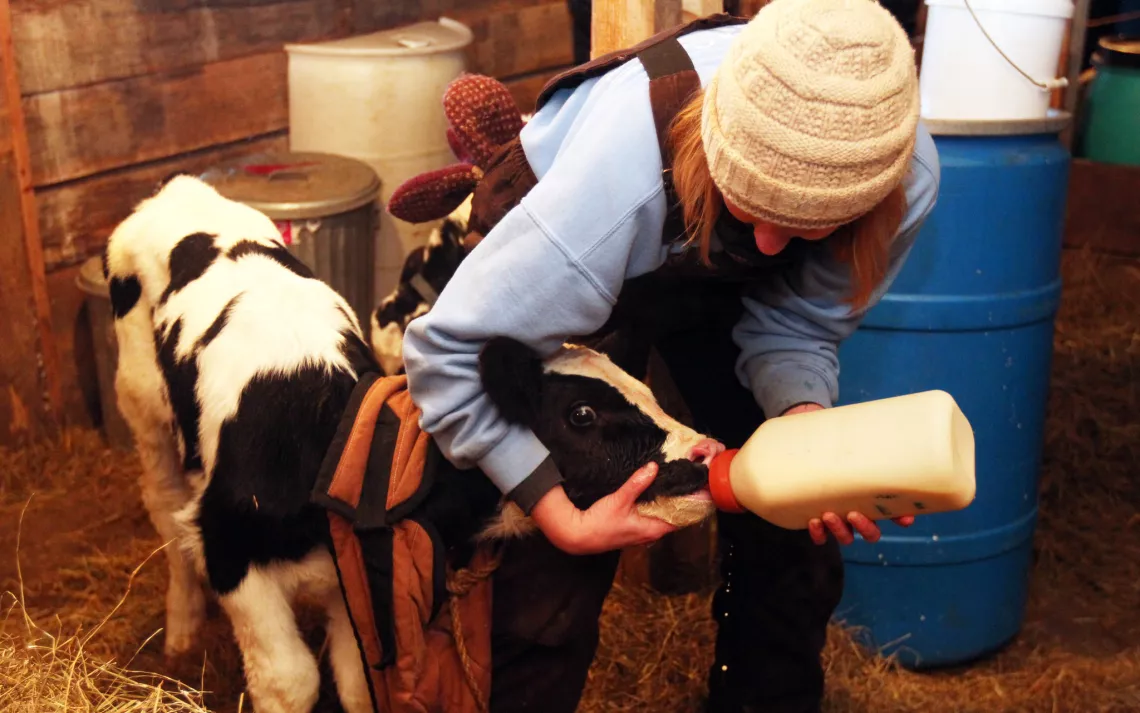 A student feeds a calf in an animal science course at Sterling College.