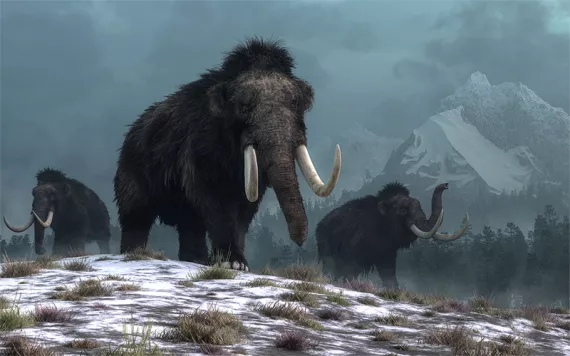 A trio of woolly mammoths trudges over snow covered hills. Illustration by Daniel Eskridge | iStock.