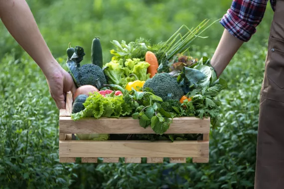 fresh picked organic produce