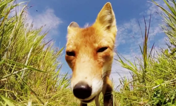 Fox Gnaws on GoPro in Round Island, Alaska