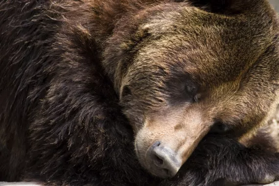 When you hear the word "hibernate," you think bears. In actuality, bears aren't true hibernators.