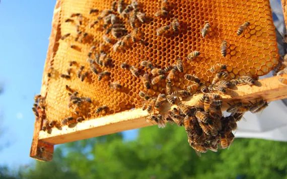 Backyard beekeeping 101