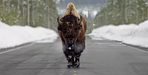 A bison ambles on a groomed road in winter in Yellowstone National Park's Lamar Valley.