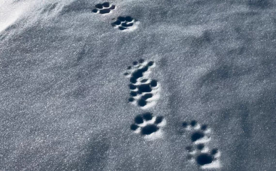 Lynx tracks in snow
