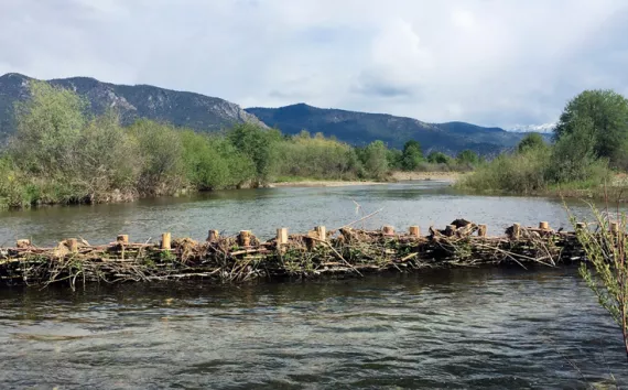 One of three beaver-dam analogues on the Scott River in Northern California.