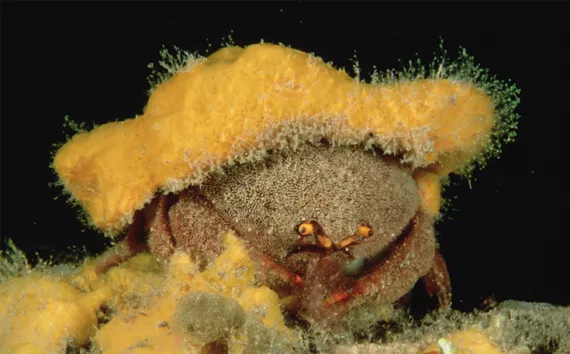  A wig made of sea sponge protects this crustacean from predators.