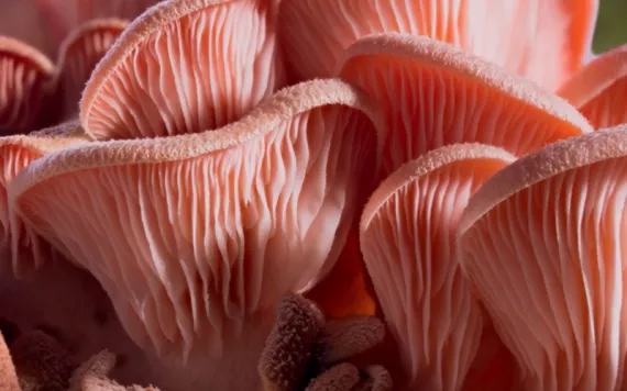 Closeup of a pink mushroom