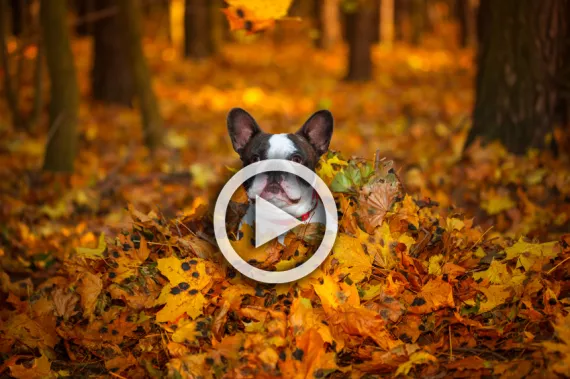 Kick off fall on a good note with these hilarious videos of dogs playing in leaves.