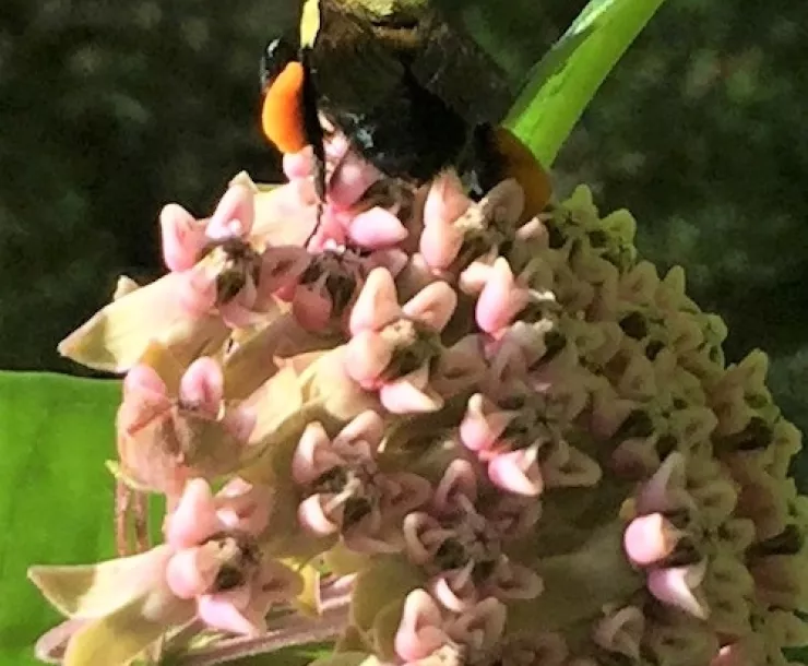 A close-up of a bee resting on a milkweed blossom. Photo by Elizabeth Brownrigg.