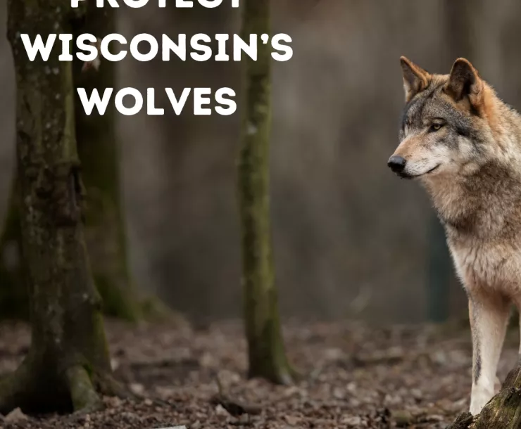 Protect Wisconsin Wolves