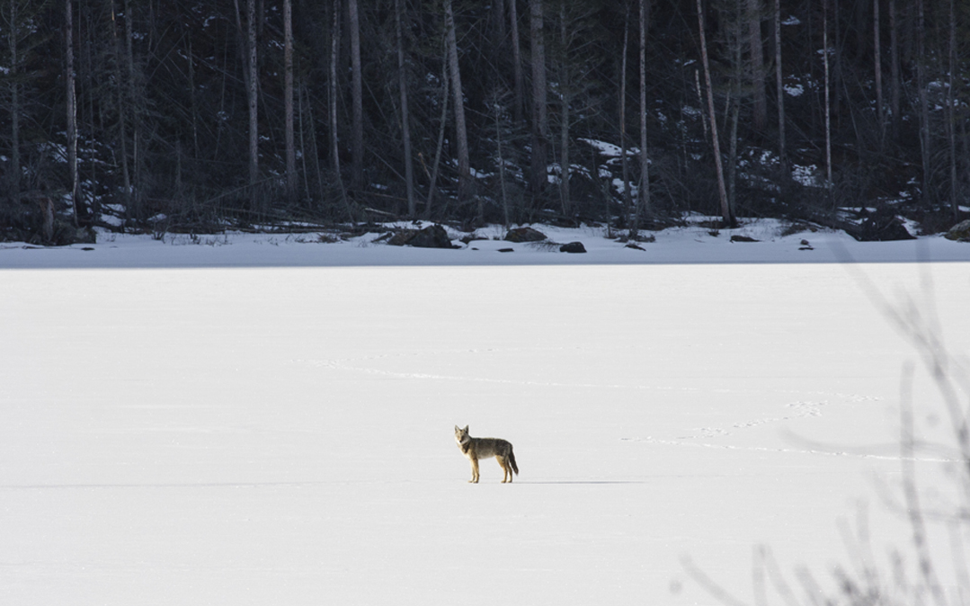 A coyote watches from the frozen head of Kintla Lake. Wolves dominate the valley, but there&#039;s ample prey for a panoply of predators.