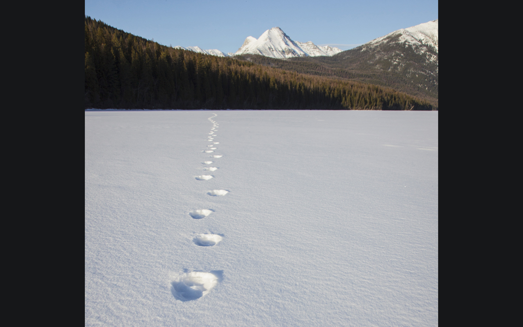 Wolf tracks lead across the surface of Kintla Lake with the peaks of British Columbia in the background.