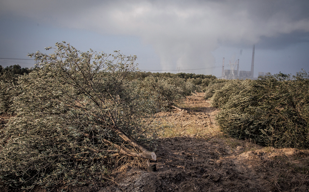 Olive trees in Yirca, Turkey, bulldozed by the Kolin Group, with a coal-fired power plant in the background.