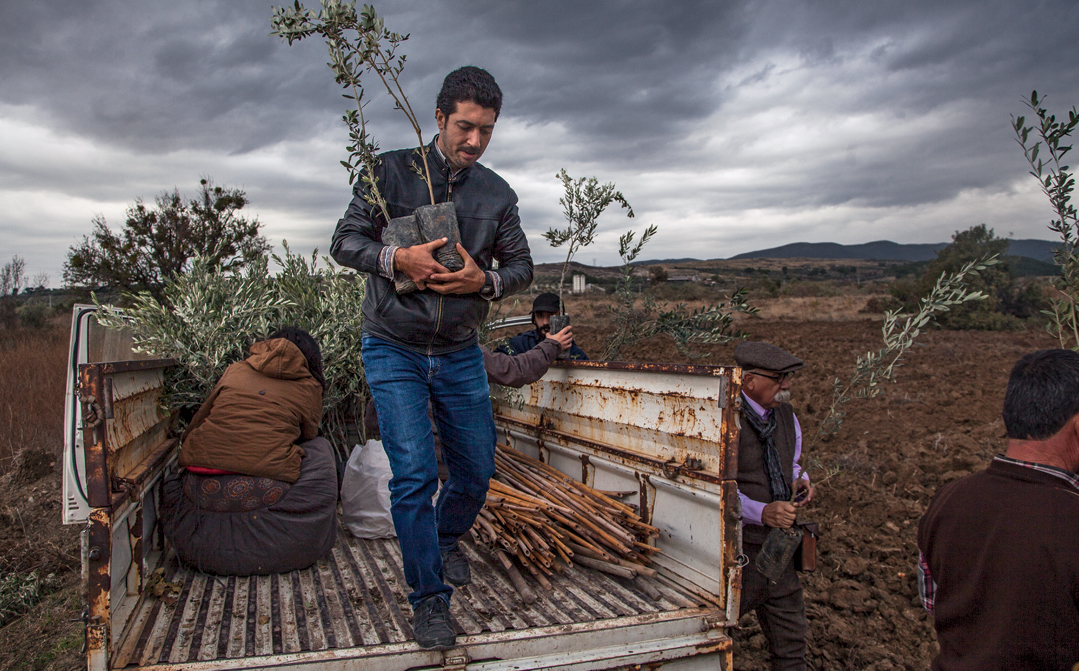 Activists deliver saplings to replace some 6,000 olive trees illegally bulldozed by the Kolin Group in Yirca village, Soma District.