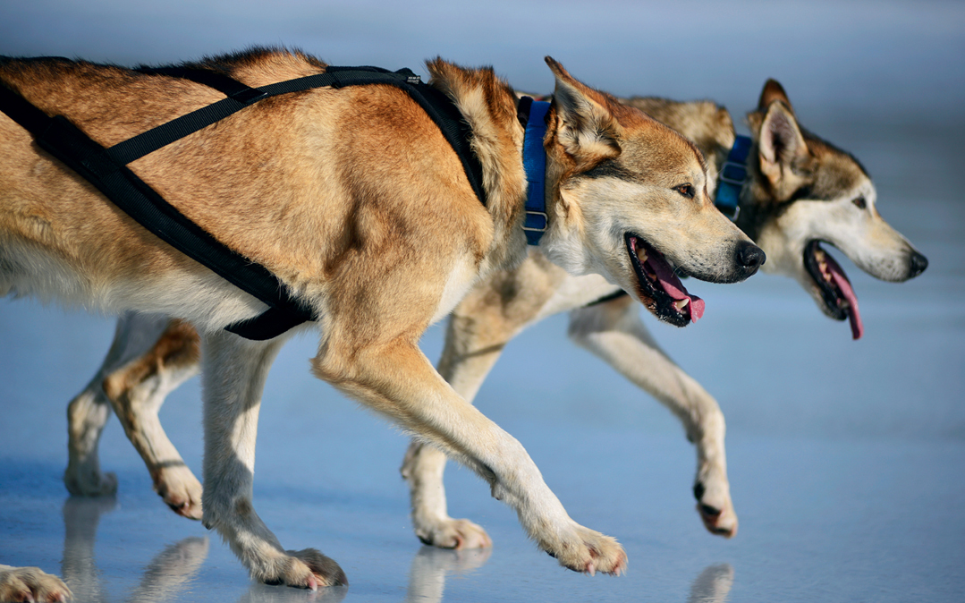 Sled dogs Tina and Tank (at left) settle into an easy five-mile-per-hour trot.