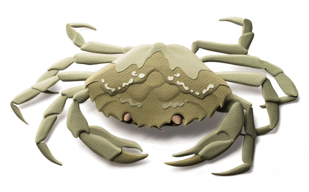 European green crabs are pushing out native species, so feel free to use them in your crab cakes.