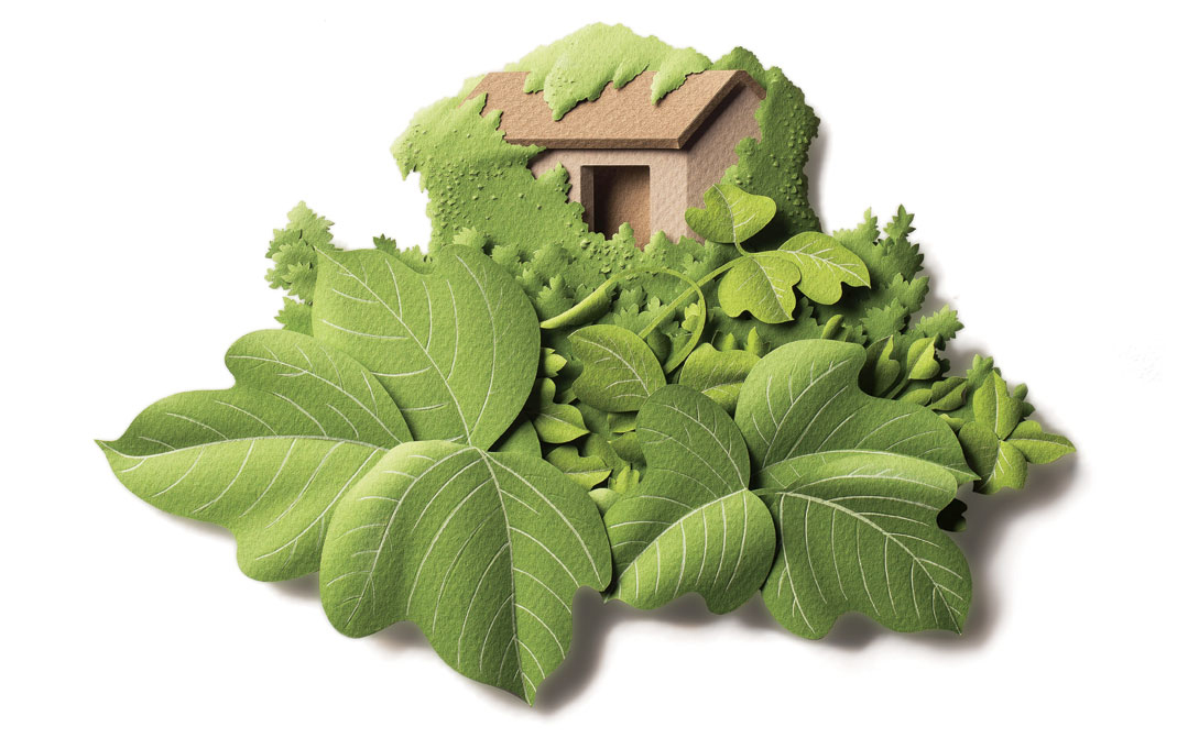 How to slow the kudzu invasion? Turn it into a Southern delicacy.
