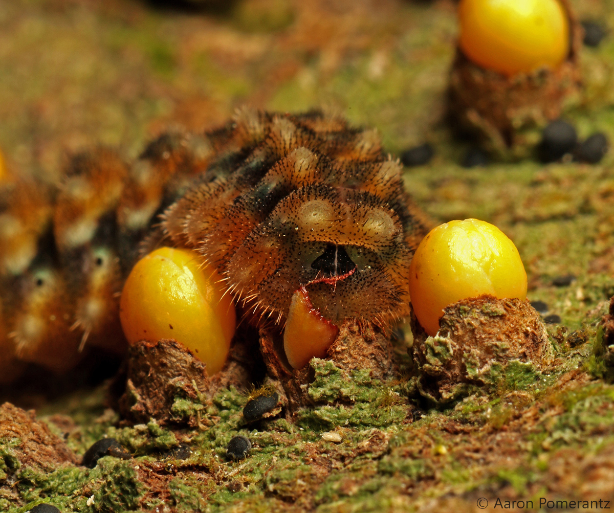 Caterpillar eating bulbs
